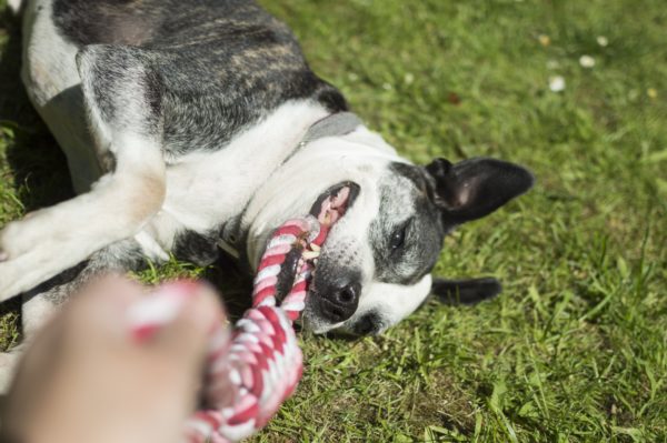 A dog playing with a rope toy