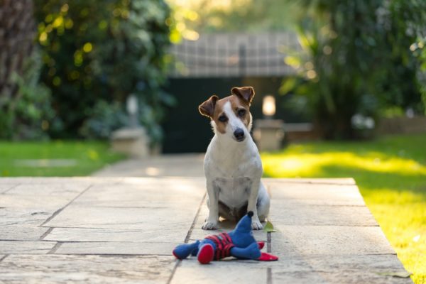 Jack Russell with toy